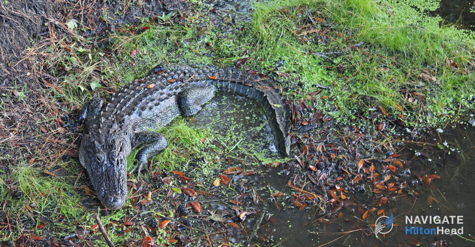 Alligator on edge of freshwater pond in Hilton Head 960