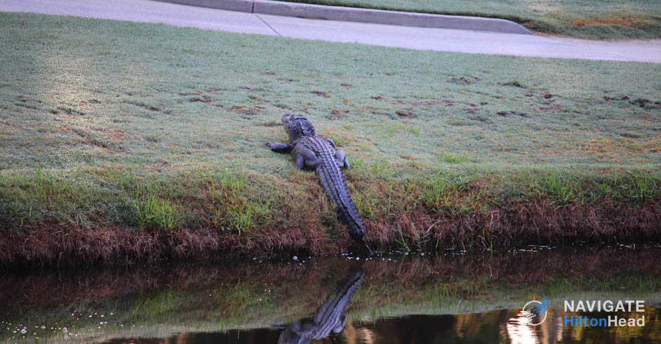 Alligator on the bank of a pond near golf cart path in Hilton Head 960