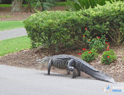 Where do you find alligators in Hilton Head?