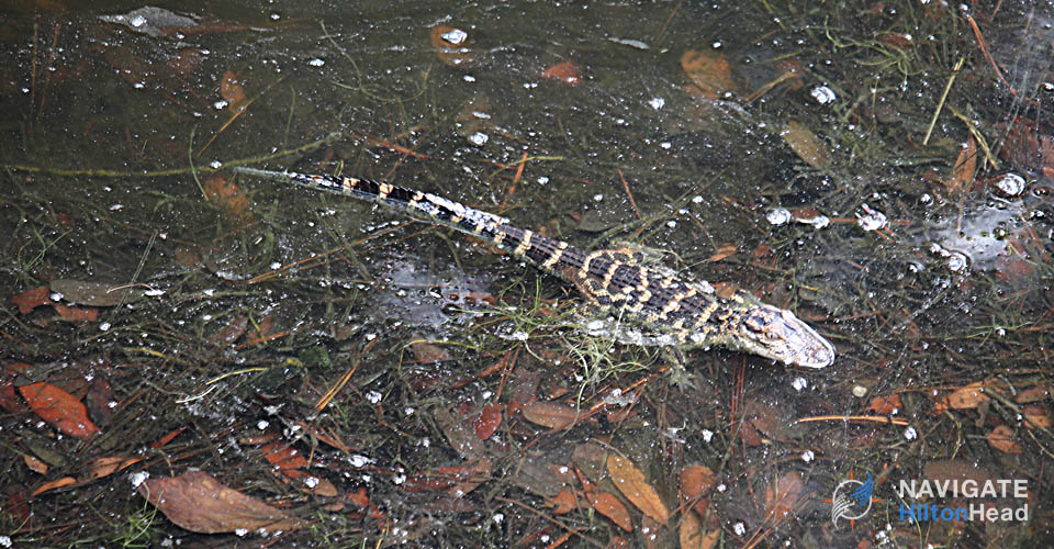 Baby alligator floating along in a pond at Hilton Head Island 960