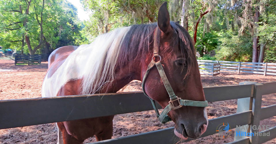 Horse at fence at Lawton Stables in the Central section of Sea Pines Hilton Head Island 960